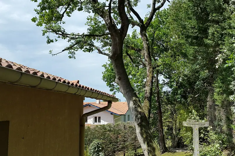 Grand arbre avant intervention, vu depuis le sol